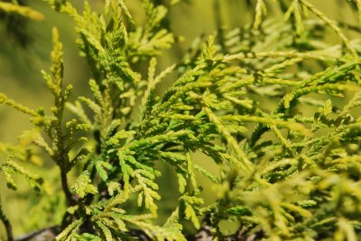 Chamaecyparis pisifera 'Filifera Aurea' - cypřišek hrachonosný - větévka